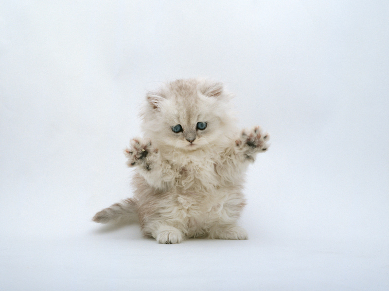 Beautiful cat